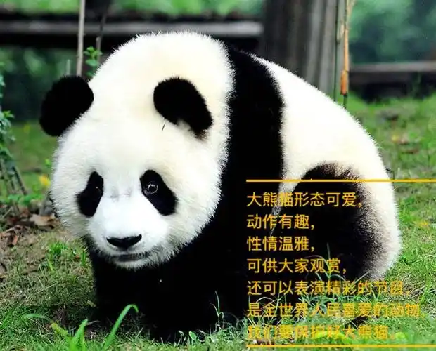 2,能积极收集资料并大胆表达自己对熊猫的认识.