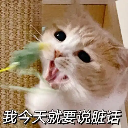 萌宠猫星人我今天就要说脏话生气呆萌可爱gif动图_动态图_表情包下载