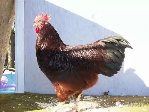 全世界的鸡品种都在这里了,看的超过瘾!看看你认识几