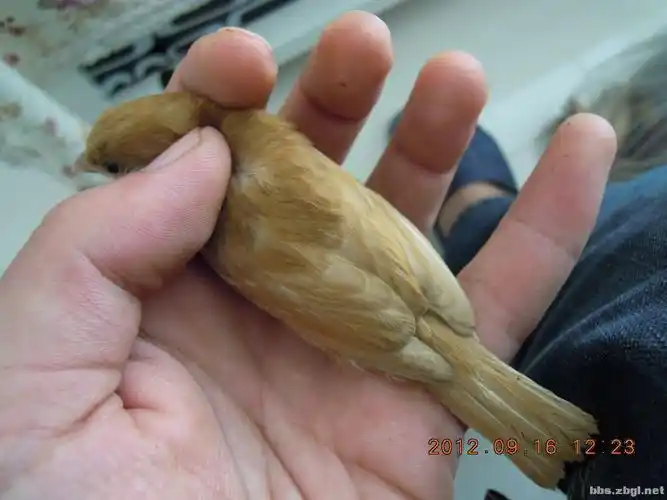 一只变异米汤色小鸟