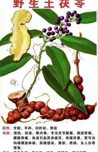 野生土茯苓图片