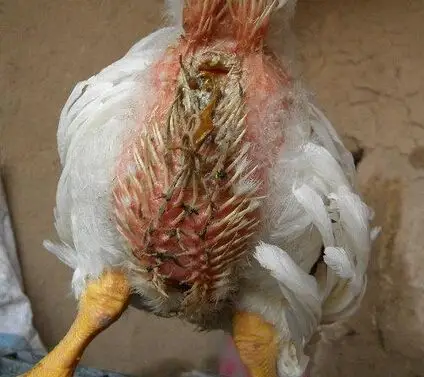 > 绦虫感染蛋鸡 .