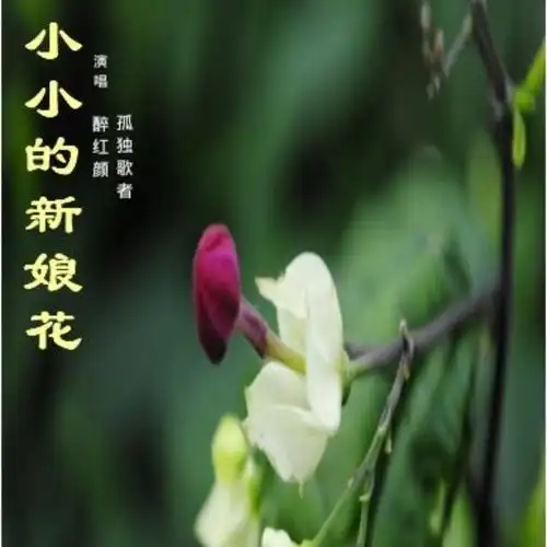 小小新娘花【糖豆制作(合唱版)】