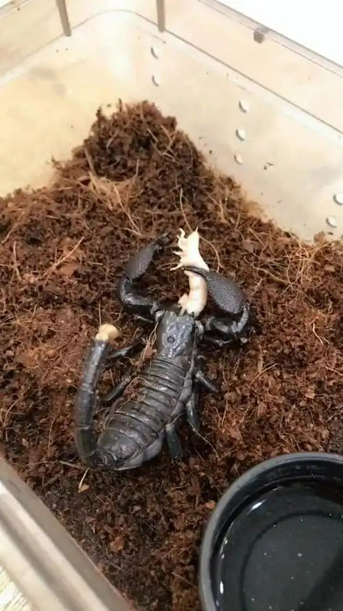 帝王蝎体长约8英寸,是世界上最大型蝎子之一