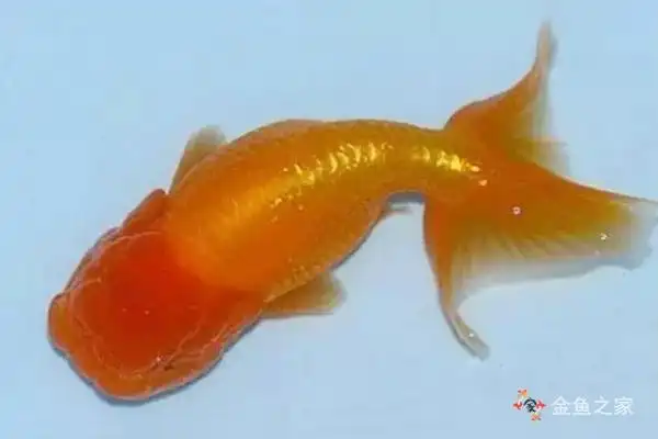 浅谈金鱼的头瘤和头瘤类金鱼