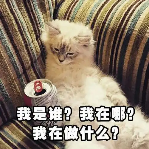 猫猫喝酒表情包