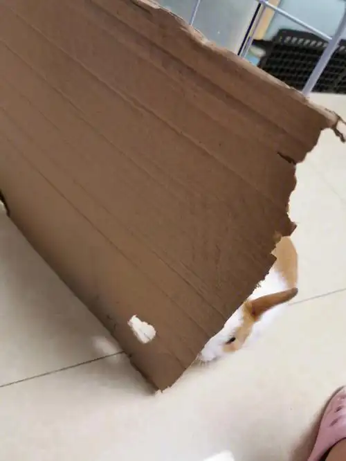 上面,效果非常完美7215刚绑上兔崽就已经开啃了,非常棒#兔子日常