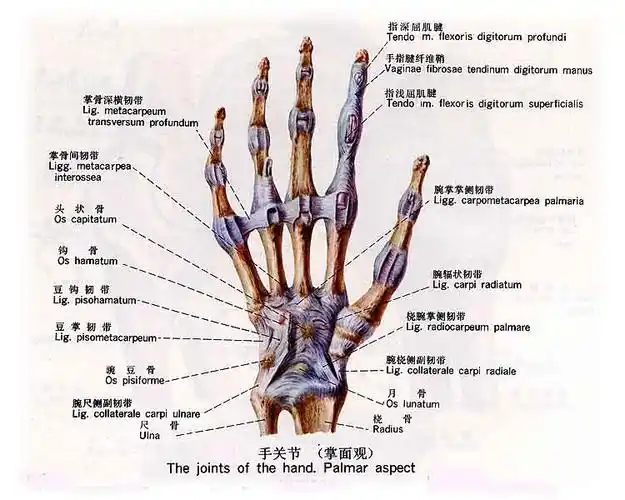 手关节(掌面观)(图片)