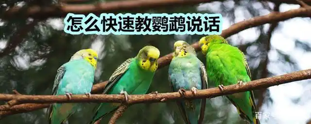 怎么快速教鹦鹉学会说话