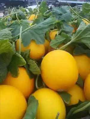 新鲜黄河黄金蜜哈密瓜现摘现发带箱10斤包邮当季整箱香甜瓜陕西