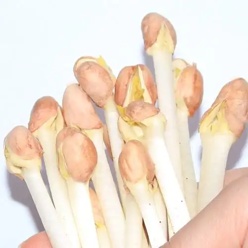 七果果根茎类 【春节正常发】花生芽2500g 花生苗 芽苗菜 新鲜蔬菜