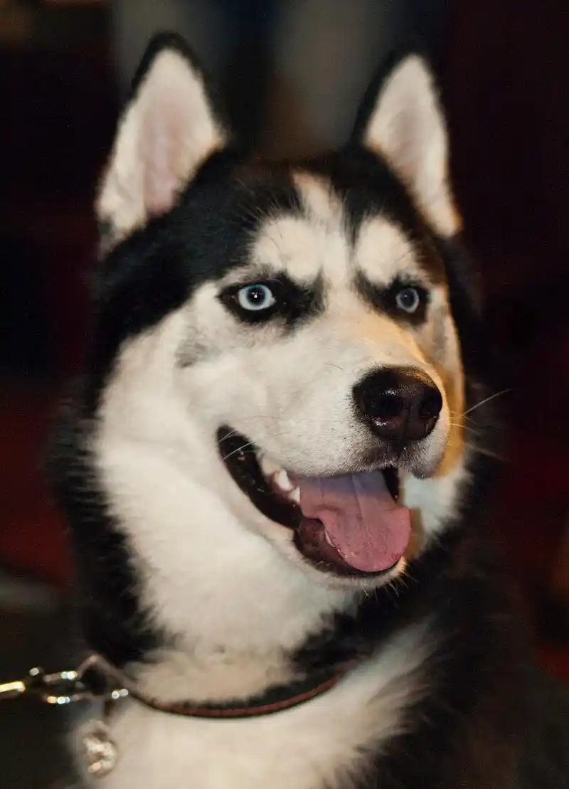 想知道如何养出一只可爱又健康的哈士奇吗?