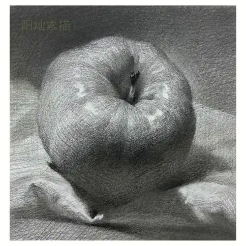 静物素描苹果单体训练