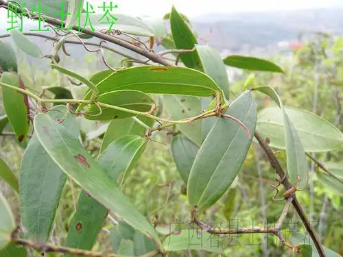 广西野生新鲜挖土茯苓硬饭头饭团煲汤汤料茯苓