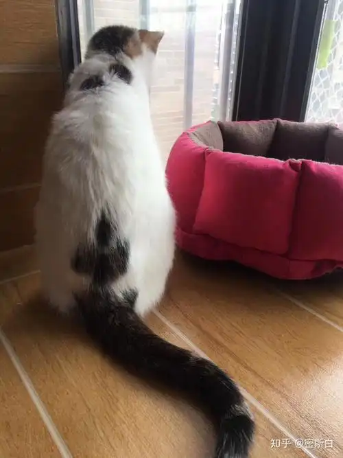 中华田园猫的颜值有多高?