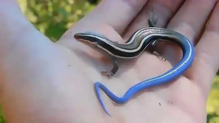 村民捡到了几个蛋,拿回家里孵化,竟得到了稀有"蓝尾龙子"!