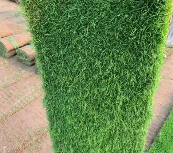 绿植草坪草皮真草坪带泥土果岭草四季青地毯草剪股颖带土庭院绿化