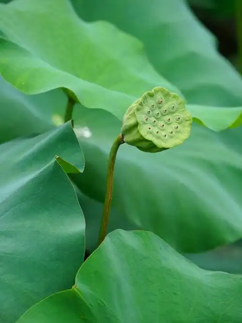 芙蓉  #莲花#佛缘  #祈福  #荷塘  #荷叶#小荷  #花苞  #莲蓬