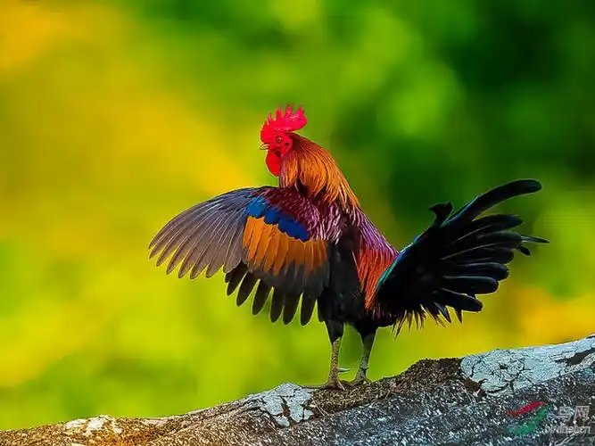 冀教版二年级语文下册五单元17美丽的公鸡课件10