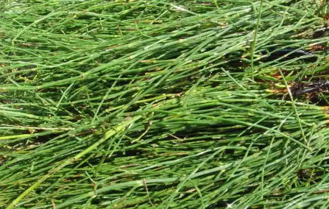 节节草,有祛风散热,舒筋退热的作用.