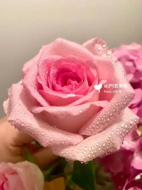 娇艳欲滴洛神卷边渐变粉色玫瑰