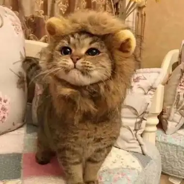 微信头像猫咪图片大全 用猫做头像的的女人和男人