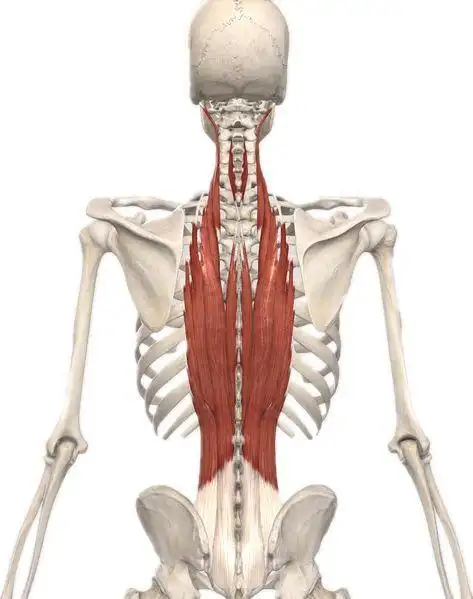 弯腰动作中位于背部的竖脊肌需要被动拉长,并且做离心