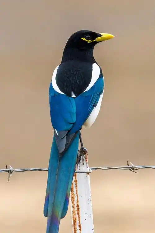 雀形目鸦科喜鹊属黄嘴喜鹊