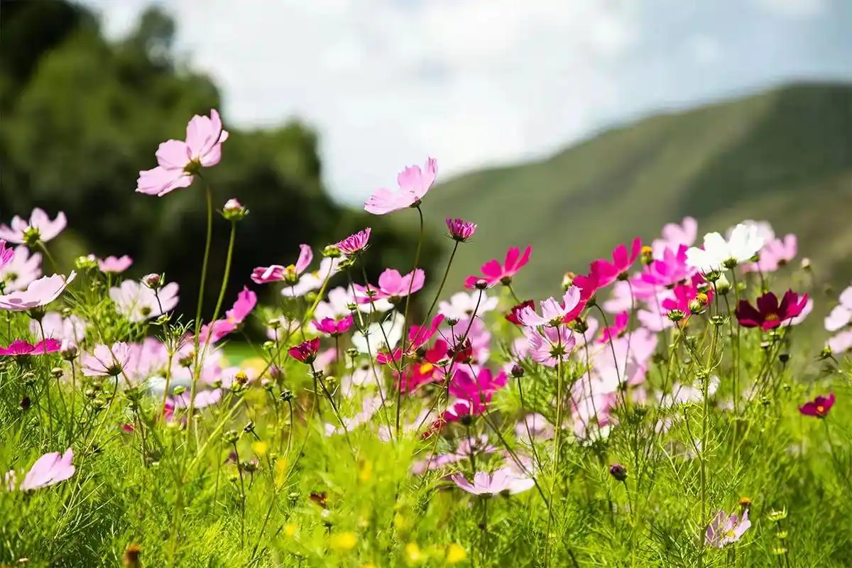 生活中的美好无处不在