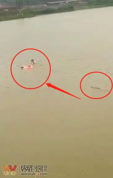 2男子在河里游泳一条蛇飞速游过去岸上有人着急的喊快跑这能往哪儿跑