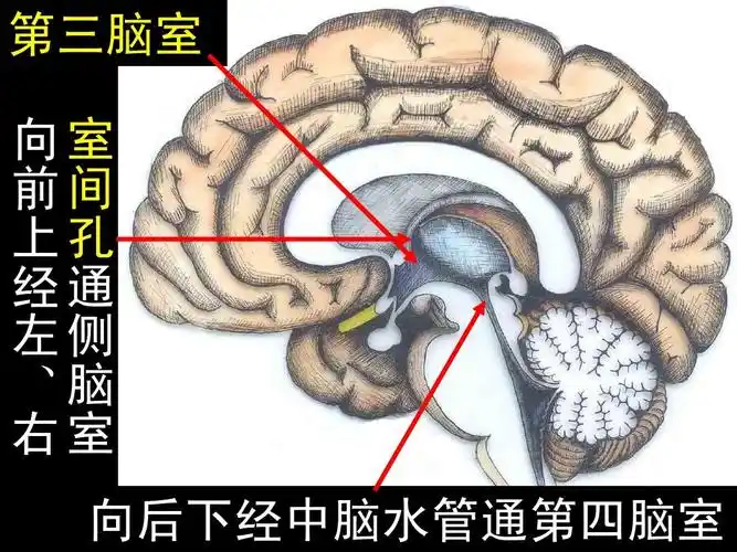 第三脑室 向 室 前 间 上 孔 经 通 左 侧 脑 室 向后下经中脑水管通