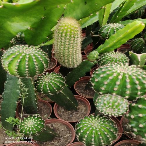 仙人掌科火龙果三角柱苗嫁接仙人类多肉植物绿植盆栽室内阳台种植