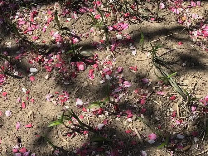 看到这满地的花瓣,想起了林妹妹.空气中弥漫着花香