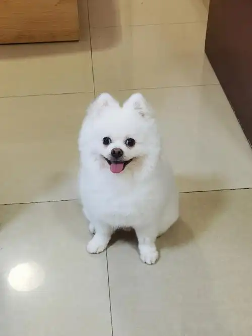 洗完白白的98实在太可爱了#我家宠物好可爱  #我的萌宠  #狗狗日常