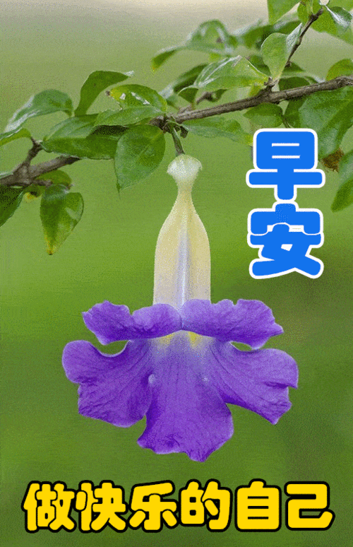 非常漂亮的早上好表情包祝群友心想事成