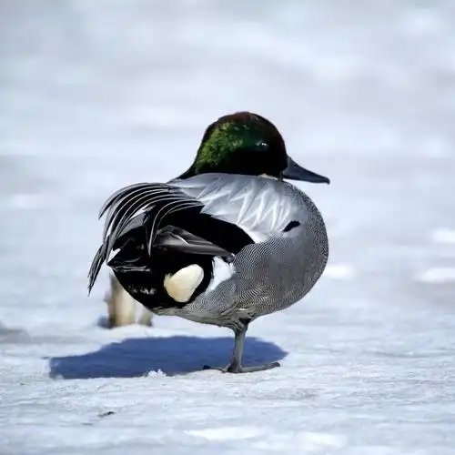 冬天生长在松花江畔的精灵