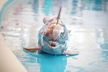 一只小海豚是微笑,在游泳池玩照片