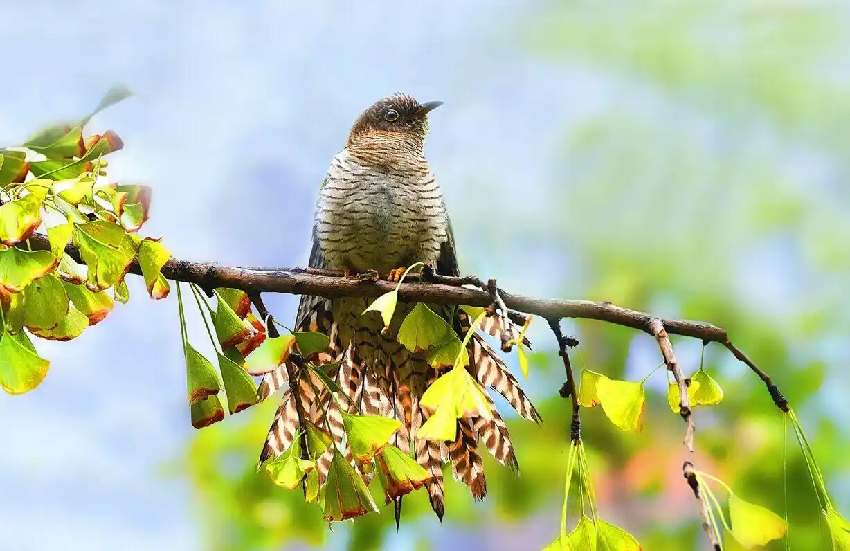 这鸟叫声凄凉阴沉有故事