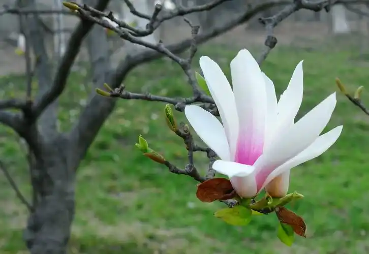 清新淡雅白玉兰 - 雨中的海棠 - 雨中的海棠