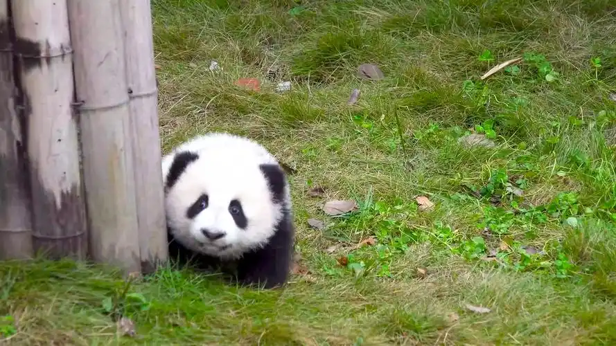 最萌的动物 不接受反驳 国宝小大熊猫