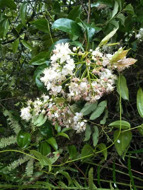 [黄花梨树批发]石斑木,春花3--10公分价格60.00元/棵 - 一亩田