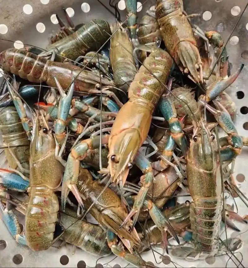 澳洲淡水小龙虾,@全国供应全年有货,每个规格全年有货,7- - 抖音