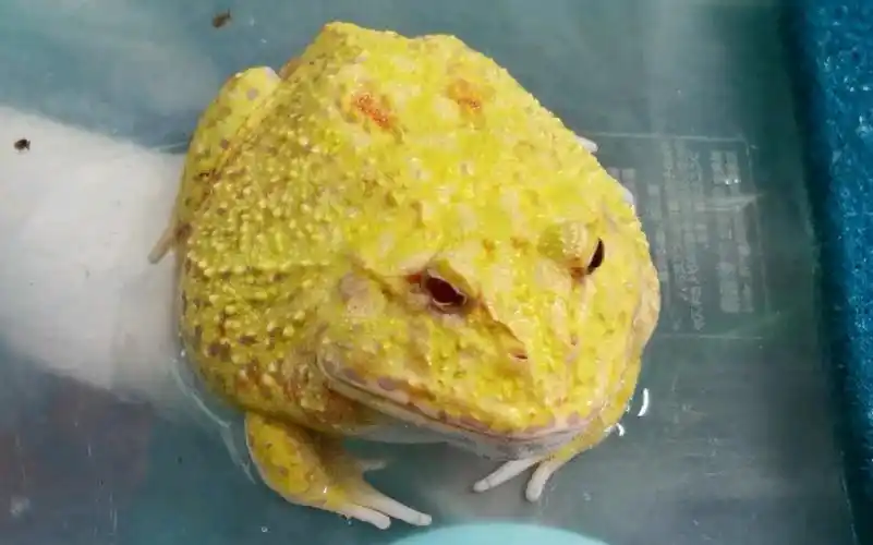 两点皮卡丘角蛙  步伐稳健,威慑力十足