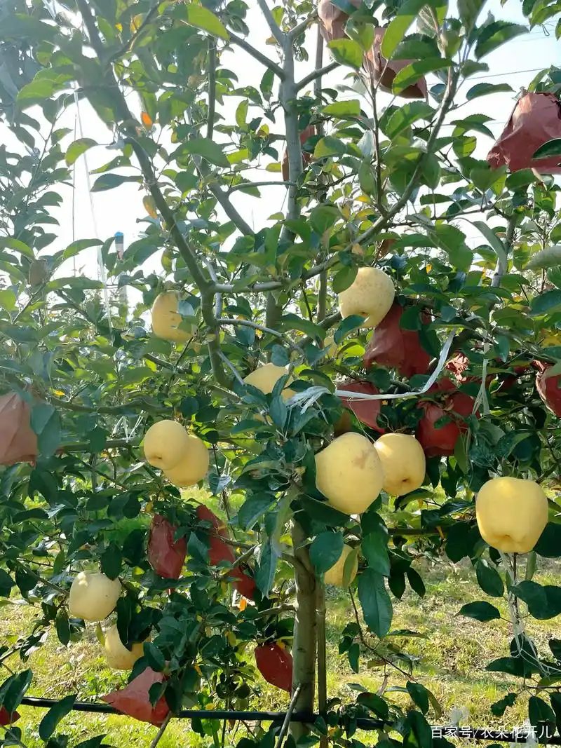 苹果贵族黄金维纳斯多少钱一斤?价格真的很贵吗?