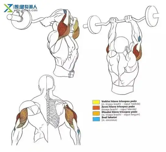 社区论坛 69 健身话题 69 健身计划 69 全身的肌肉训练图解,本