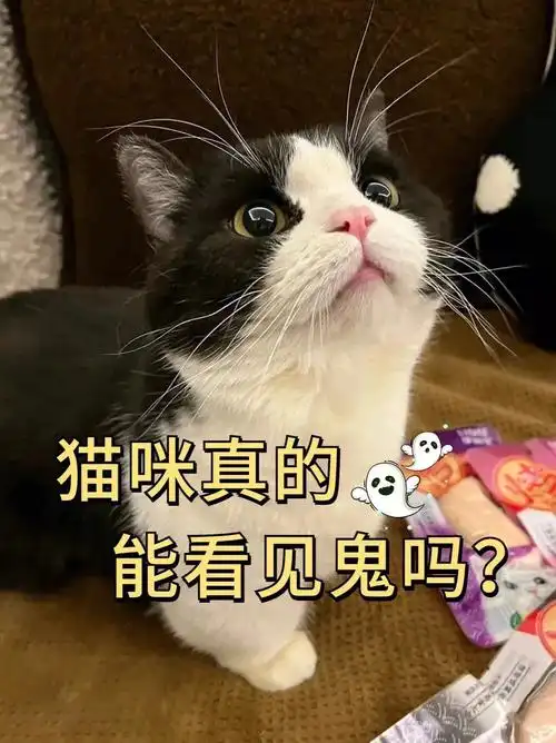 比划,再回想影片里说的猫咪能看见我们看不见的脏东西6015顿时毛