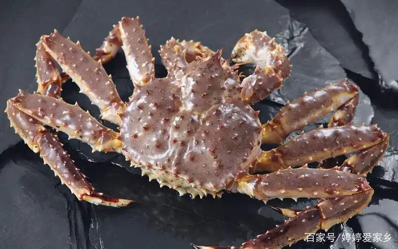 肥美帝王蟹如何养殖,记住这几点,你就可以养出美味的帝王蟹!