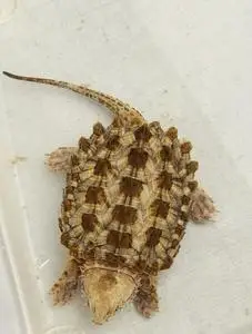 分类:大鳄龟,wg变异大鳄龟,观赏龟,       勿拍