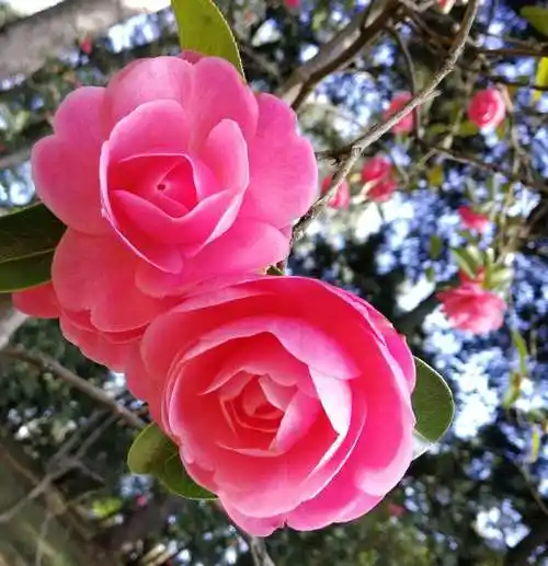 争奇斗艳,百花齐放