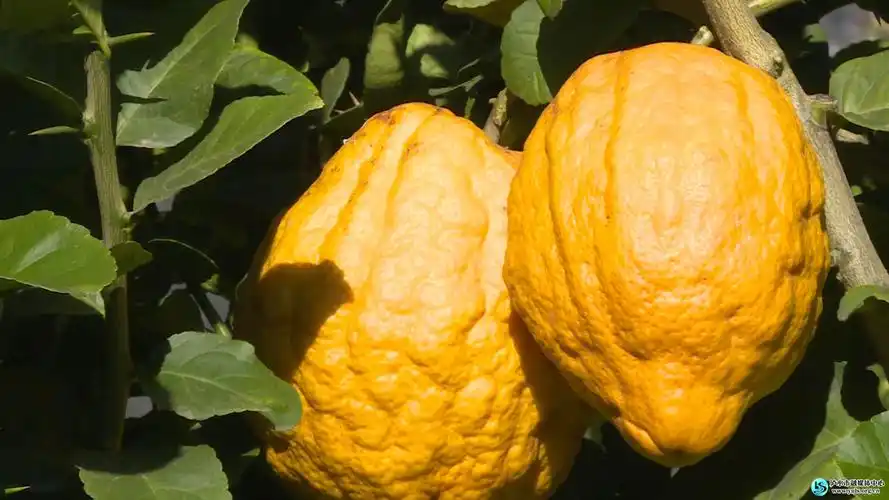 干本村香橼喜获丰收 中国水电十四局认购助农